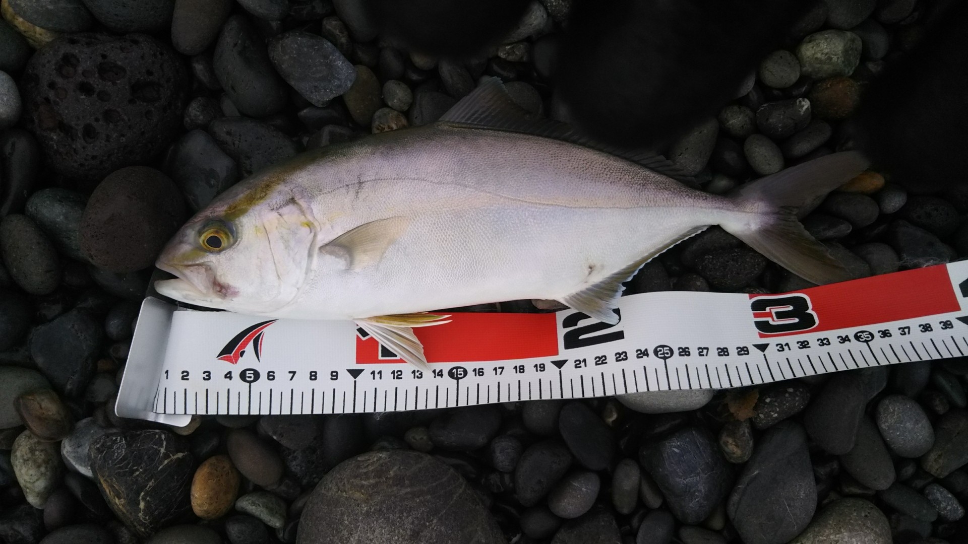 ショアジギング 沼津 千本浜 釣りバカオヤジの備忘録